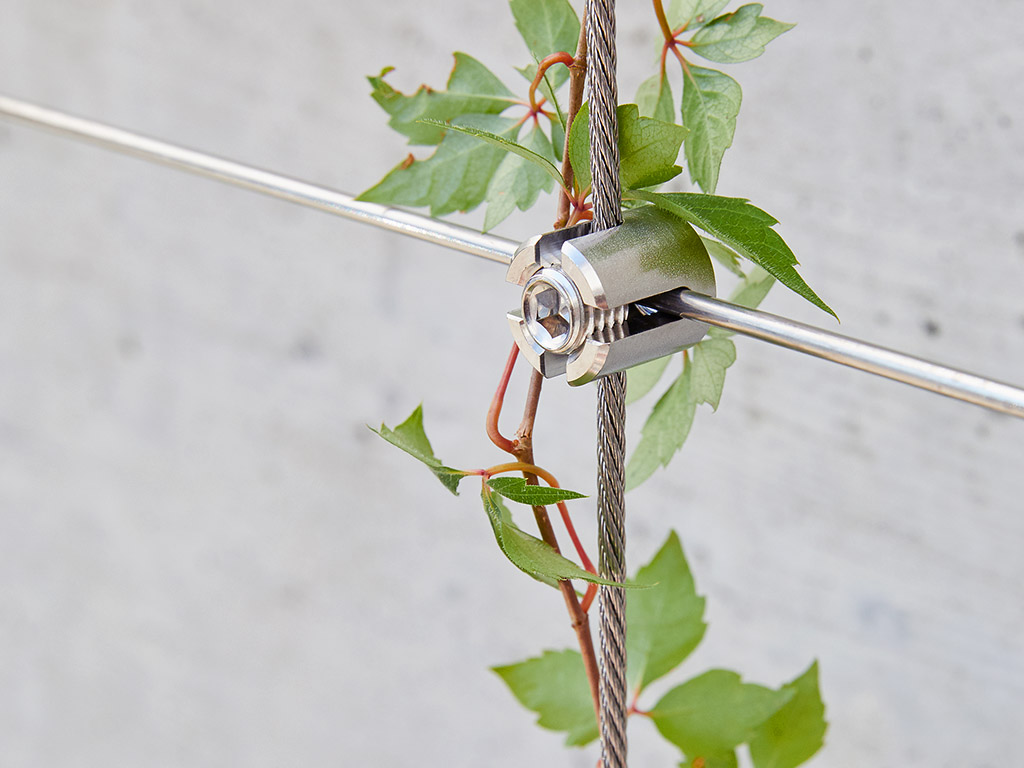 Climbing plant on stainless steel rope