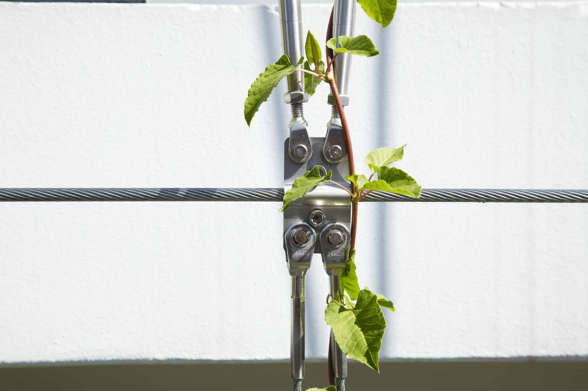 A young plant shoot growing on a Jakob stainless steel cable